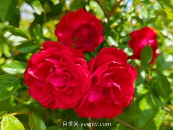 月季红木香爆花机器，花艳丽花量大花期长